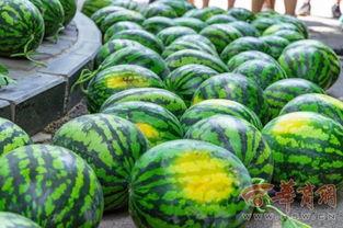 延边大学西部吃瓜,一场别开生面的“吃瓜”盛宴