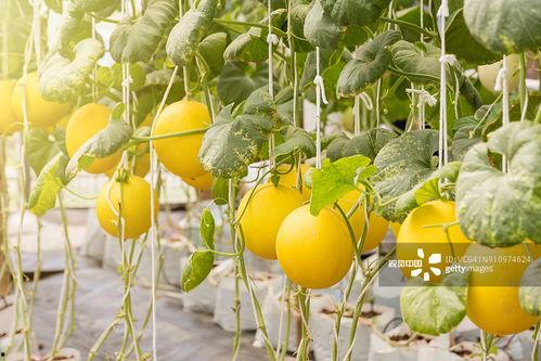 吃瓜反被瓜吃的图片图片,一场意外的“瓜”界风波