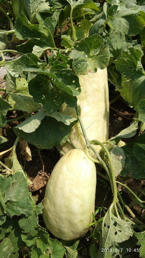 骚瓜怎麽吃,解锁美味新境界