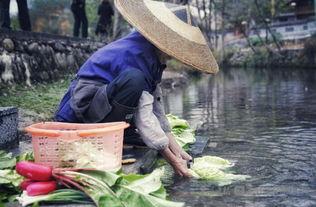 贵州吃瓜铜仁事件,一场网络热议背后的真相探寻