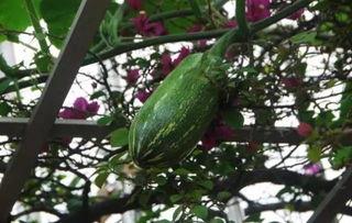 贵州吃瓜铜仁事件,一场网络热议背后的真相探寻