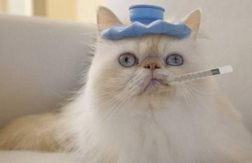 猫咪吃西米瓜,西米瓜的诱惑之旅