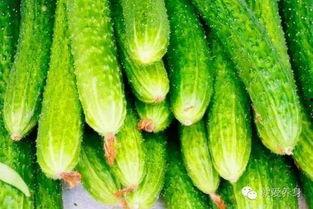 什么季节吃瓜最好,尽享清凉——夏季最佳吃瓜指南