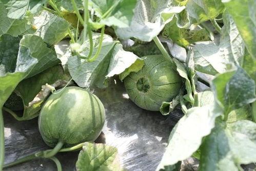 什么季节吃瓜最好,尽享清凉——夏季最佳吃瓜指南