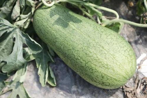 什么季节吃瓜最好,尽享清凉——夏季最佳吃瓜指南