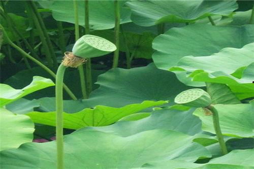 吃瓜草摩的,网络热词背后的文化现象