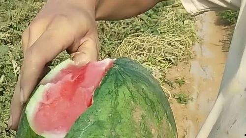 剥皮吃的瓜,瓜果美食新体验