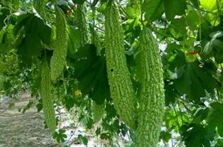 吃瓜 南通,吃瓜群众眼中的城市风采