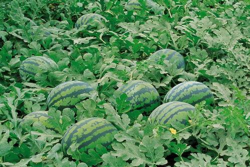 吃瓜网站林同学