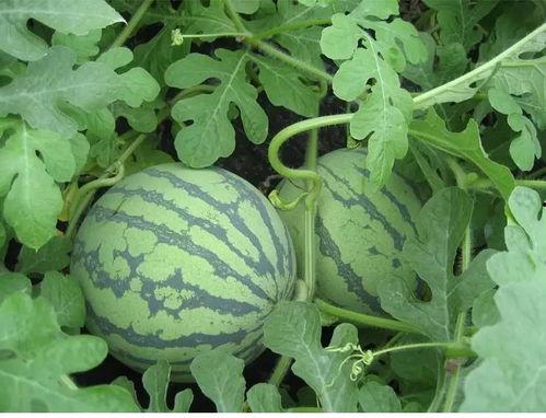 吃瓜王秋玉,揭秘娱乐圈幕后故事