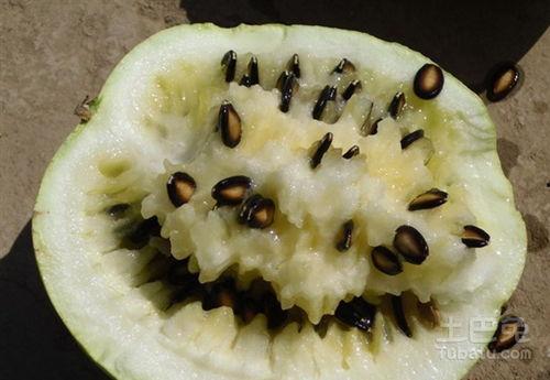 吃籽瓜好处
