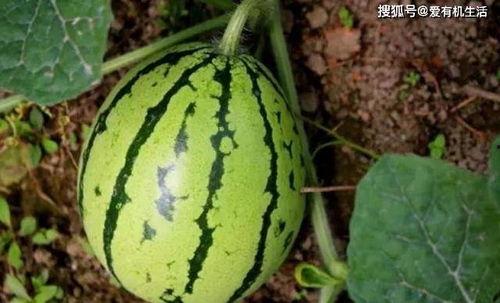 在瓜地里吃西瓜,一场与西瓜的甜蜜邂逅