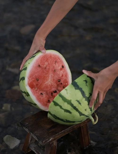 在瓜地里吃西瓜,一场与西瓜的甜蜜邂逅