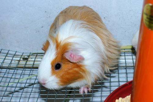 豚鼠可以吃白瓜不,白瓜的神奇益处