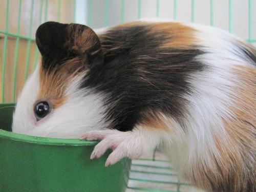 豚鼠可以吃白瓜不,白瓜的神奇益处