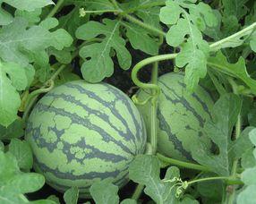 怀孕可以吃瓜颠吗