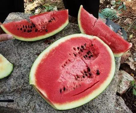 秋天吃瓜拉肚子,小心腹泻困扰