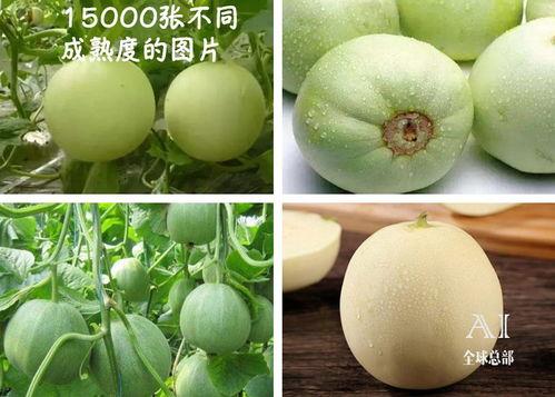 福尔瓜怎么吃,解锁美味新方式