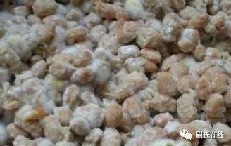 新乡延津吃瓜,探寻新乡特色美食之旅