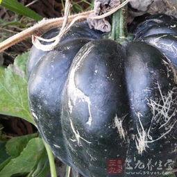 方瓜叶怎么吃,探索家常美味新选择