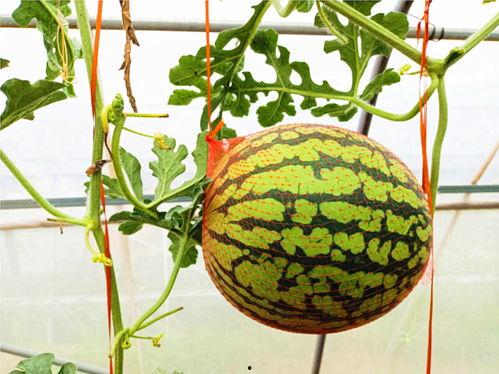 网球吃瓜,揭秘赛场背后的八卦故事