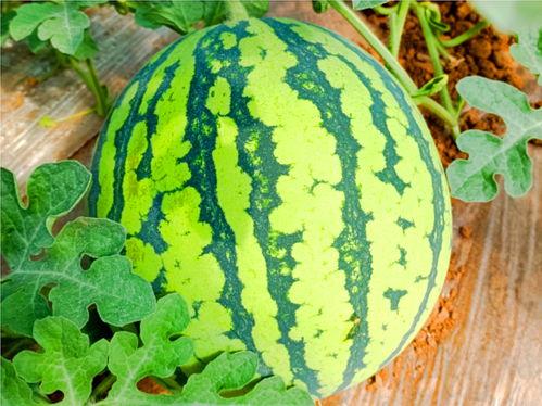 网球吃瓜,揭秘赛场背后的八卦故事