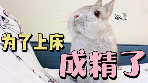 兔子吃瓜什么意思,揭秘动物界的趣味食趣