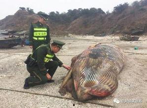 庄河吃瓜黑岛新闻,揭秘吃瓜群众的夏日新闻焦点