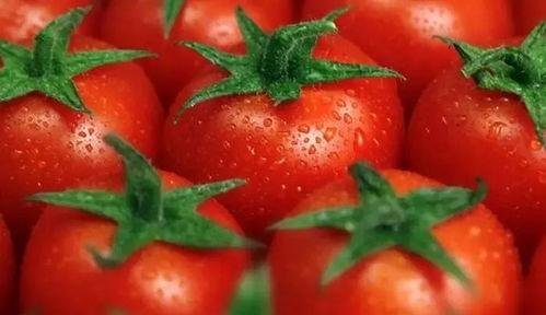 吃瓜文古代推荐番茄,穿越时空的瓜果传奇