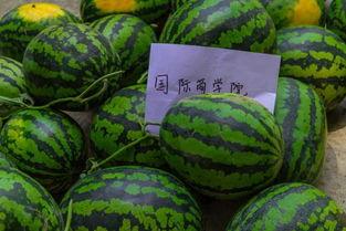 吃瓜大学教室,揭秘校园里的“小剧场”