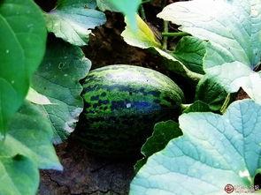 下地偷瓜吃,夜幕下的偷瓜奇遇记