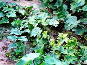 下地偷瓜吃,夜幕下的偷瓜奇遇记