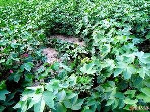 下地偷瓜吃,夜幕下的偷瓜奇遇记