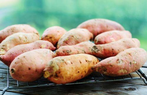 大瓜头吃薯片小贝吃红薯,小贝红薯养生