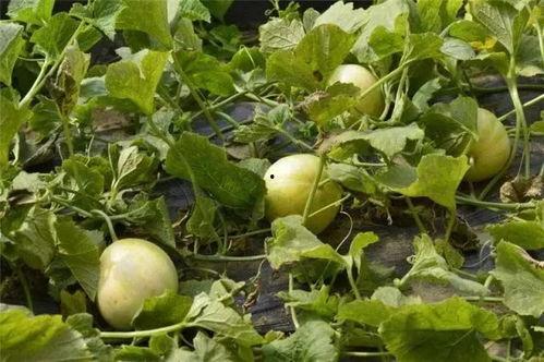 柳浪湾吃瓜,品味杭州风情