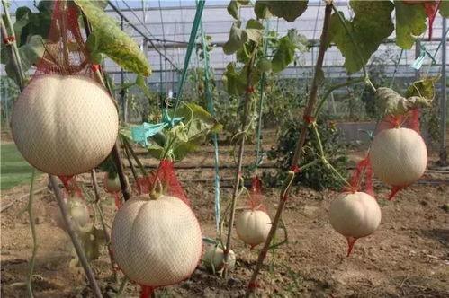 柳浪湾吃瓜,品味杭州风情