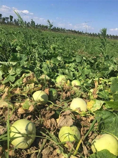 柳浪湾吃瓜,品味杭州风情
