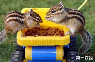 金花松鼠吃瓜,金花松鼠的夏日瓜果盛宴