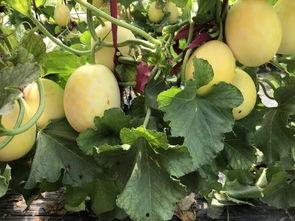 界首吃瓜啥意思,揭秘网络热词背后的文化现象