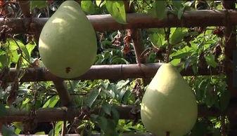 风象吃瓜,揭秘十二星座的瓜田奇遇